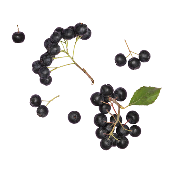 aronia